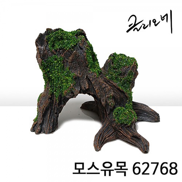 클리오네 모스유목 62768