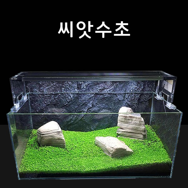 수초씨앗 씨앗수초 쿠바펄모양S 8g