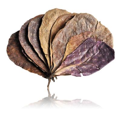 영아쿠아 알몬드잎M 벌크 20-25장 베타 산란 수질 정화 블랙워터