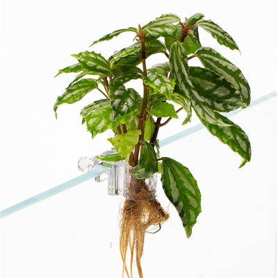 영아쿠아 수경 재배 투명 거치대 키트 6개입