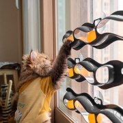 냥캣 트랙볼 고양이 셀프 장난감