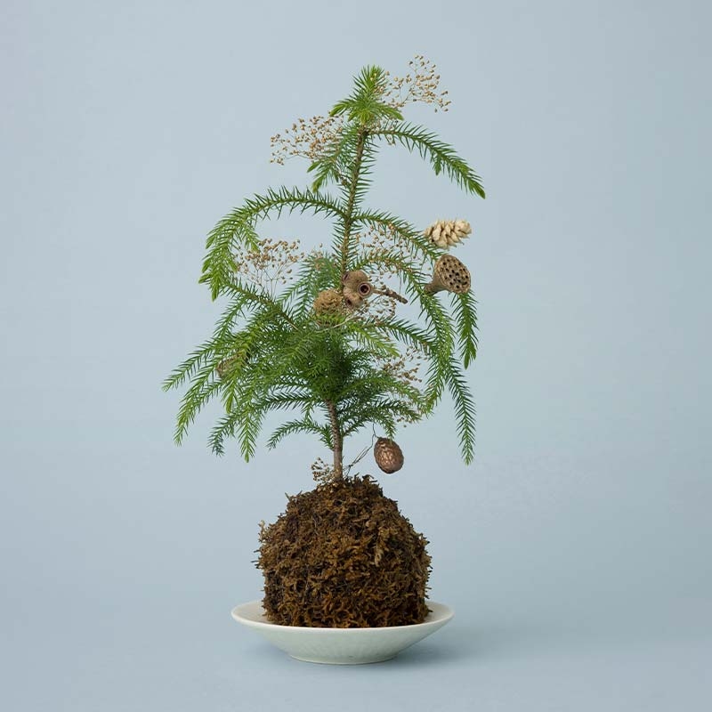 아라우카리아 이끼볼 트리