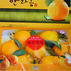 제주과일 선물용 한라봉 대과 3kg(9~10과)