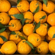 제주과일 가정용 한라봉 소과 5kg 10kg