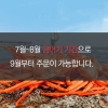[인생건어물]국산 자숙 연지 홍게 소 1BOX 산지직송 수율보장 수율 80%~90% *면세