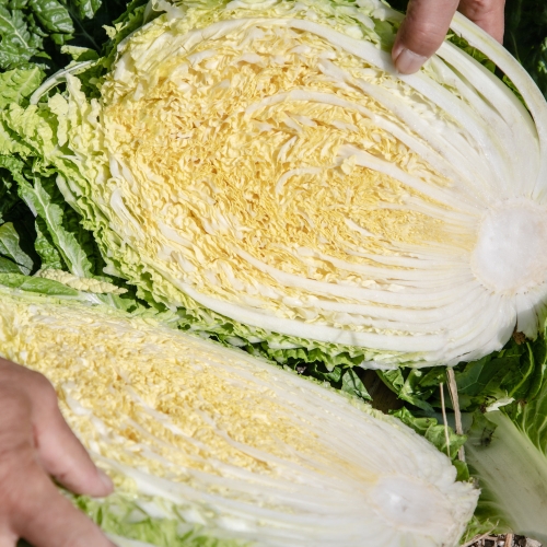 [굿앤쉐프] 괴산 절임배추 20kg 9포기 내외*면세