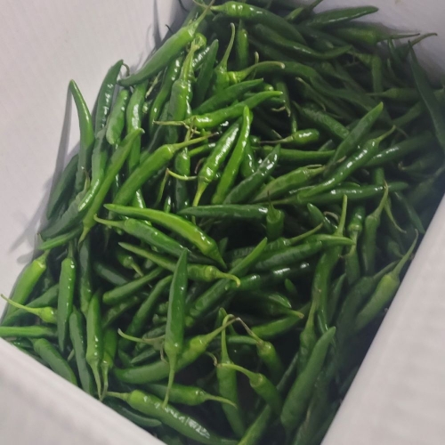 [굿앤쉐프] 청양고추 500g*면세