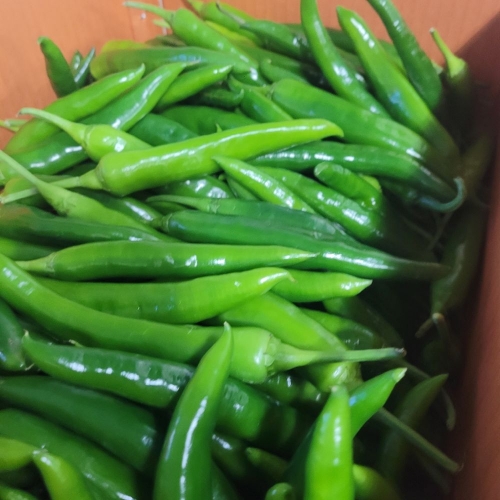 [굿앤쉐프] 아삭이고추 500g*면세