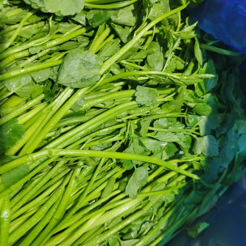 [굿앤쉐프] 돌미나리 500g*면세