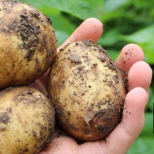 [굿앤쉐프] 감자 1kg 왕왕*면세