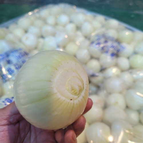 [굿앤쉐프] 깐양파 1kg*면세