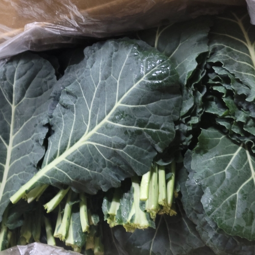 [굿앤쉐프] 케일 1kg*면세