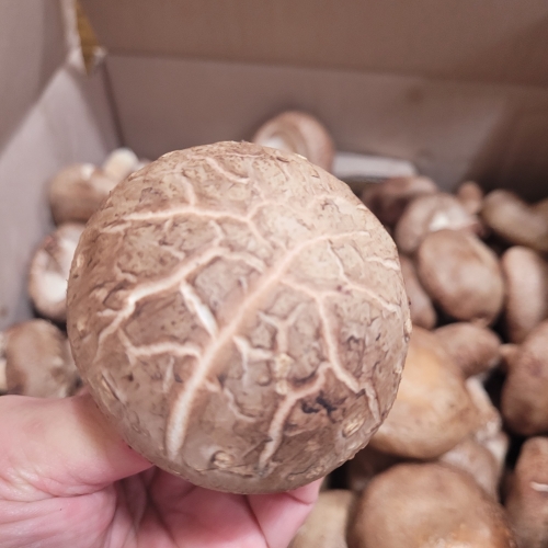 [굿앤쉐프] 생표고버섯 500g*면세