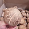 [굿앤쉐프] 생표고버섯 500g*면세