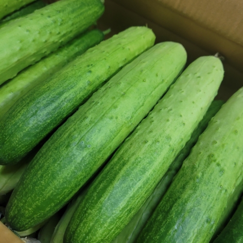 [굿앤쉐프] 다다기오이 5개*면세