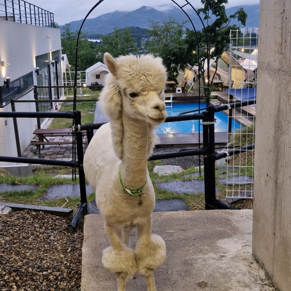 경북e누리 상주(카페로그인+커피팀버 상주풀마운틴+카페곧,감)