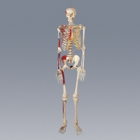인체골격모형(대형)