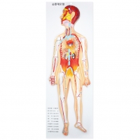 순환계모형(입체식)