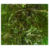 검정말(초등학교)  << 4월 20일 이후 출고가능!! >>