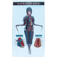 인체혈액순환계모형(8차 새교육용)