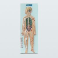 인체신경계모형