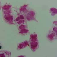 물에 사는 다양한 생물(4종1조)