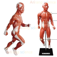 인체근육전신모형(고무제)