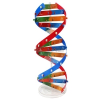 DNA 이중나선 모형만들기