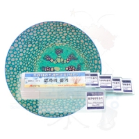 고사리줄기관찰프레파라트(1종5세트)