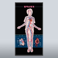 혈액순환계모형
