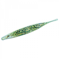 유글레나, Living