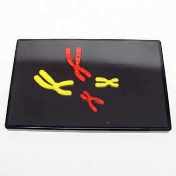 감수분열 염색체 변화모델