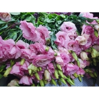 리시안셔스(생화) 10송이