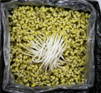 일자콩나물 4kg