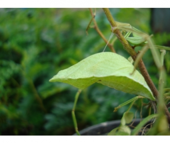 호랑나비 번데기<<5월중순부터 출고가능!!>>