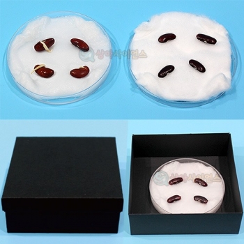 씨가 싹 트는데 필요한 조건(지학사,비상)(1인용 포장)