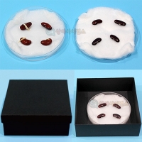 씨가 싹 트는데 필요한 조건(지학사,비상)(1인용 포장)
