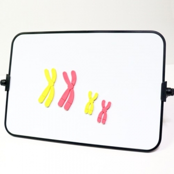 화이트보드 감수분열 염색체 변화모델