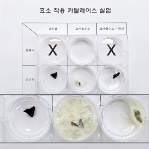 효소 작용 카탈레이스 실험 (1인용)