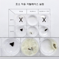 효소 작용 카탈레이스 실험 (1인용)