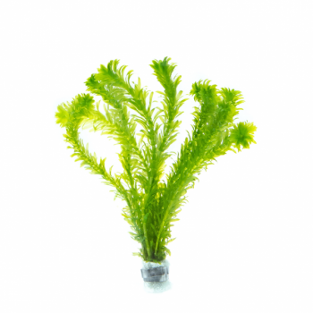 검정말(중학교)  << 4월 20일 이후 출고가능!! >>