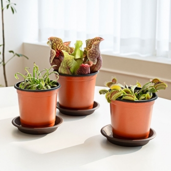 식충식물 키우기 3종세트