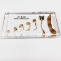 콩의 성장과정 표본