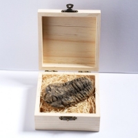 삼엽충 화석(나무 케이스)