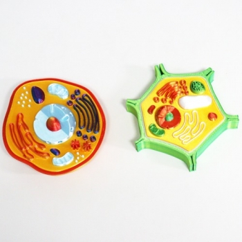 3D프린팅 동물 및 식물 세포모형 세트