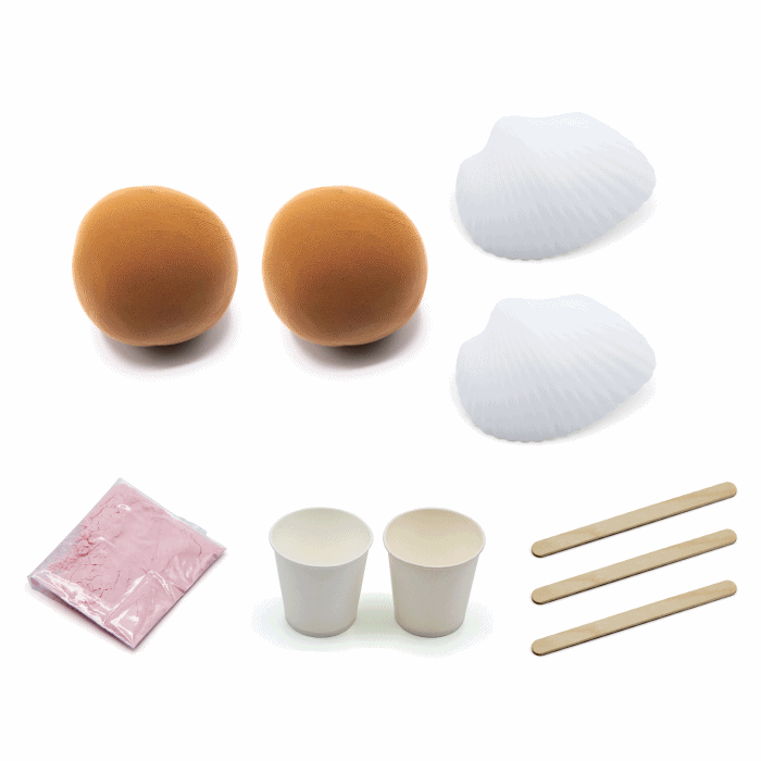 26Y[ 클레이(점토)]를 이용한 백색조개 화석모형 만들기 (2인용)