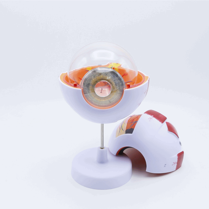 눈의구조모형 D형