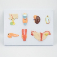 인체 내분비 기관 모형