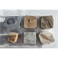 2026 초등생물화석 6종