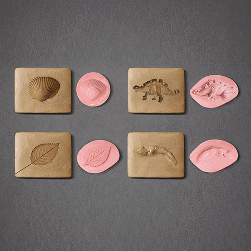 (천재교과서)화석 모형 만들기(4인용)